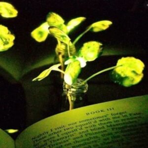 PLANTA QUE SE ILUMINA-Simulacion